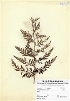 藏品(烏蕨)的圖片